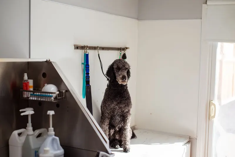 Perro sentado en la mesa de un salón de peluquería canina, junto a la ducha y los productos de baño