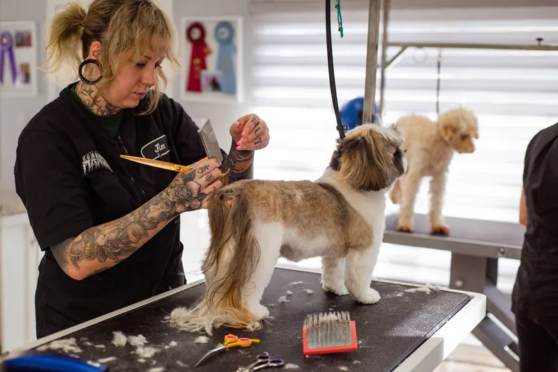 Peluquera dando forma con tijeras al pelaje de un perro sobre la mesa de trabajo